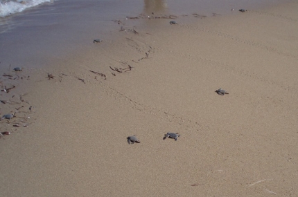 Новорожденные черепашки на пляже Лара
