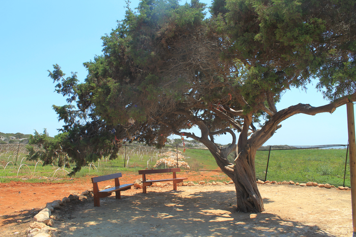 Дерево желаний на мысе Греко
