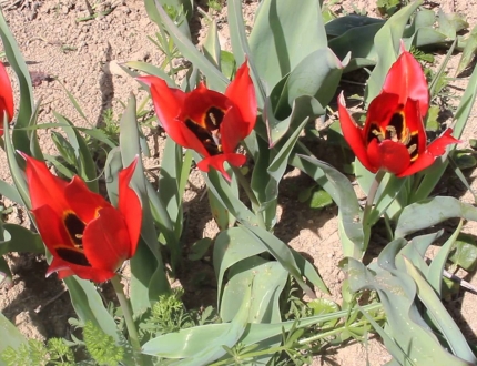 Тюльпаны на Кипре