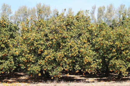 Апельсины на Кипре
