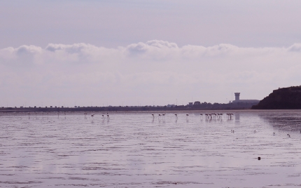 Фламинго на Соляном озере в Ларнаке