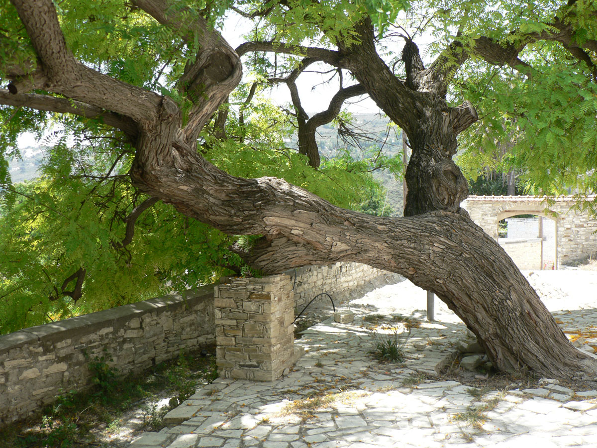 Старое деревово дворе церкви Панагии Элеуса