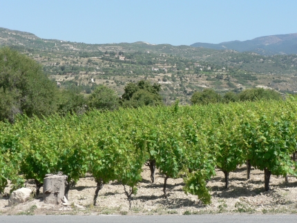 Виноградники рядом с деревней Монагри