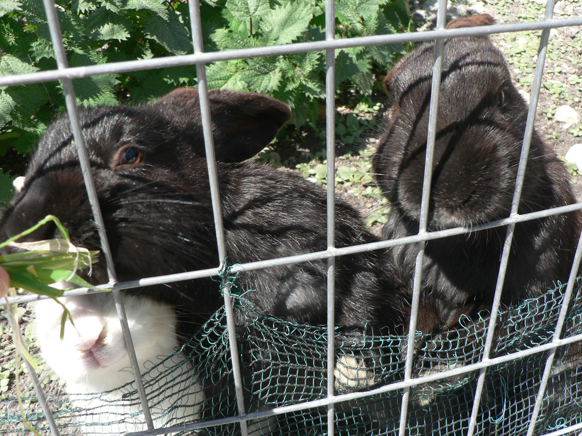Кролики в оливковом парке Олеастро