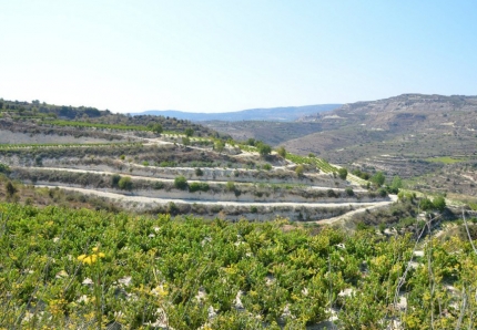 Виноградники в регионе Красохорья на Кипре