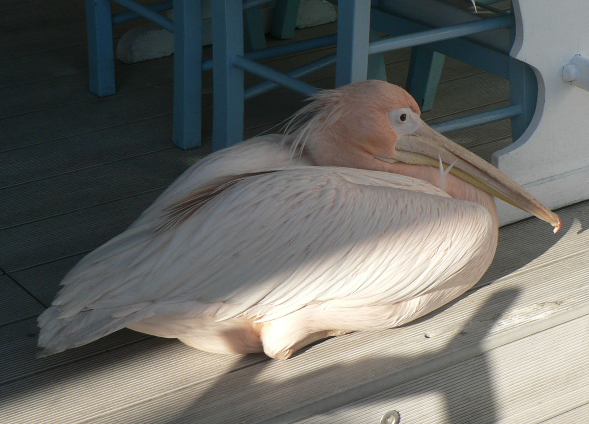 Живой пеликан, живущий в ресторане Пеликан в Като Пафосе