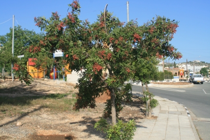 Терпентинное дерево в деревне Тремитуса на Кипре