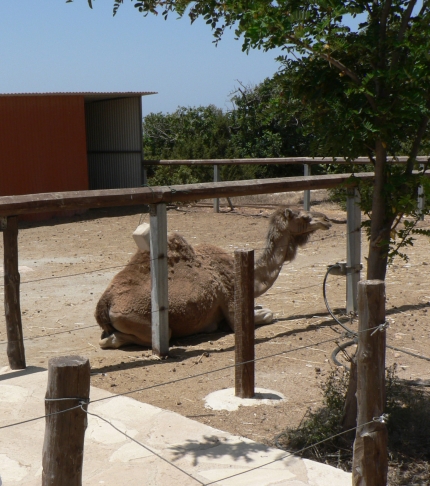 Верблюд в зоопарке Пафоса