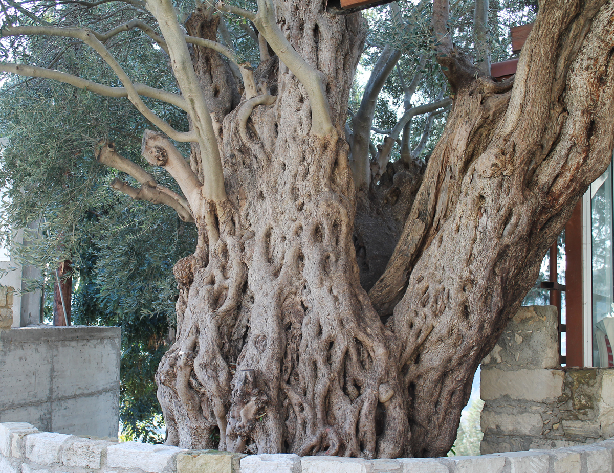 Старое оливковое дерево в деревне Струмби