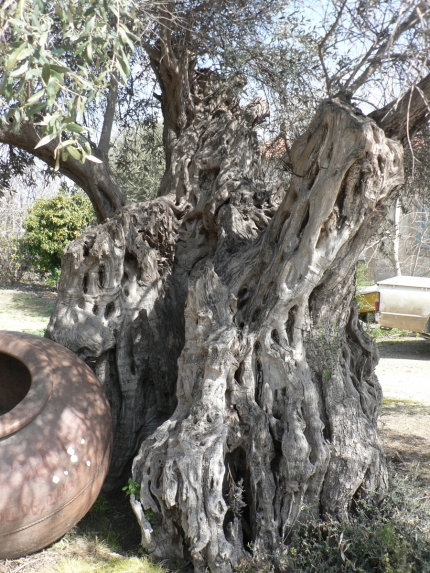 Семисотлетнее оливковое дерево