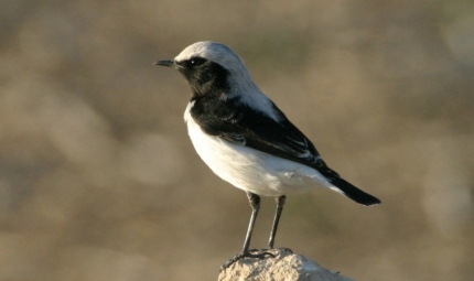 Наблюдение за птицами в ноябре 2017 с BirdLife Cyprus