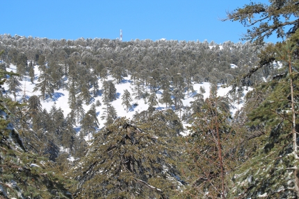 Национальный лесной парк Троодос зимой