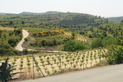 Поездка по винодельням в деревнях Малья, Претори и Арсос