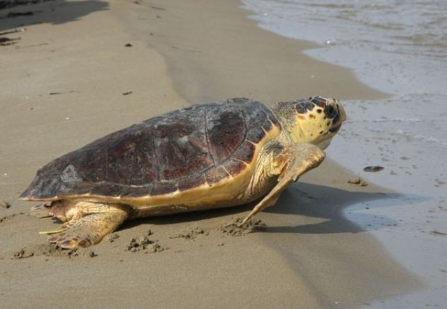 Большеголовая морская черепаха Carette Caretta