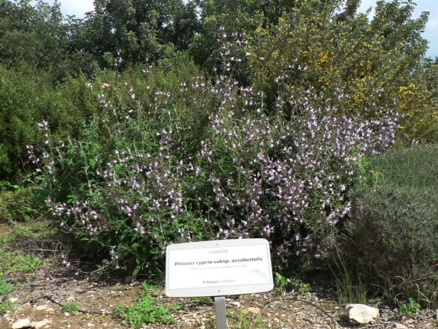 Эндемичные для Кипра растения в ботаническом саду на полуострове Акамас