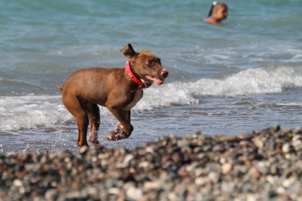 Пляжи для собак на Кипре