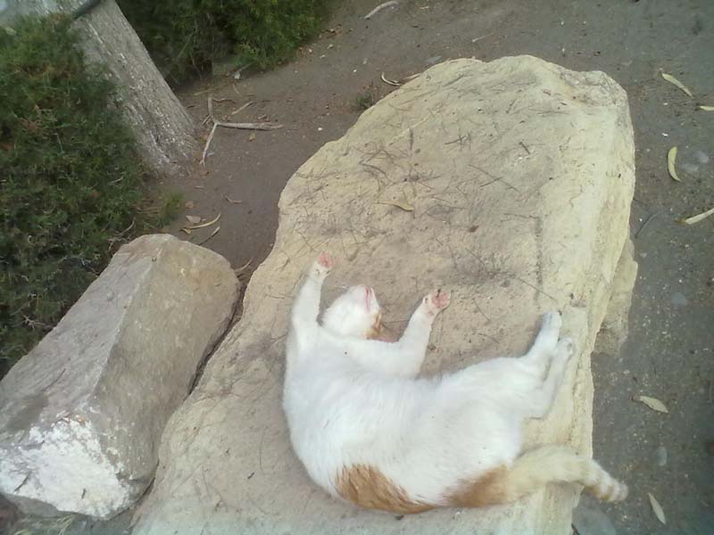 Котик, с удовольствием отдыхающий в городском парке Лимассола