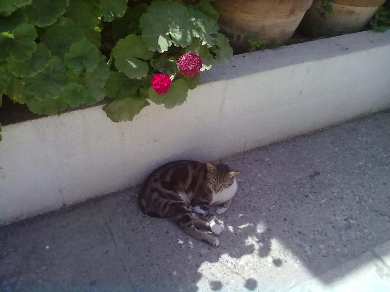 Кошечка в тени цветочков у бассейна отеля Арсиное