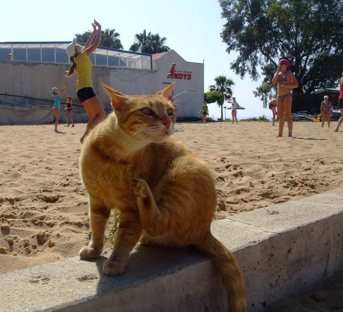 Кошка, заглянувшая на волейбольную площадку