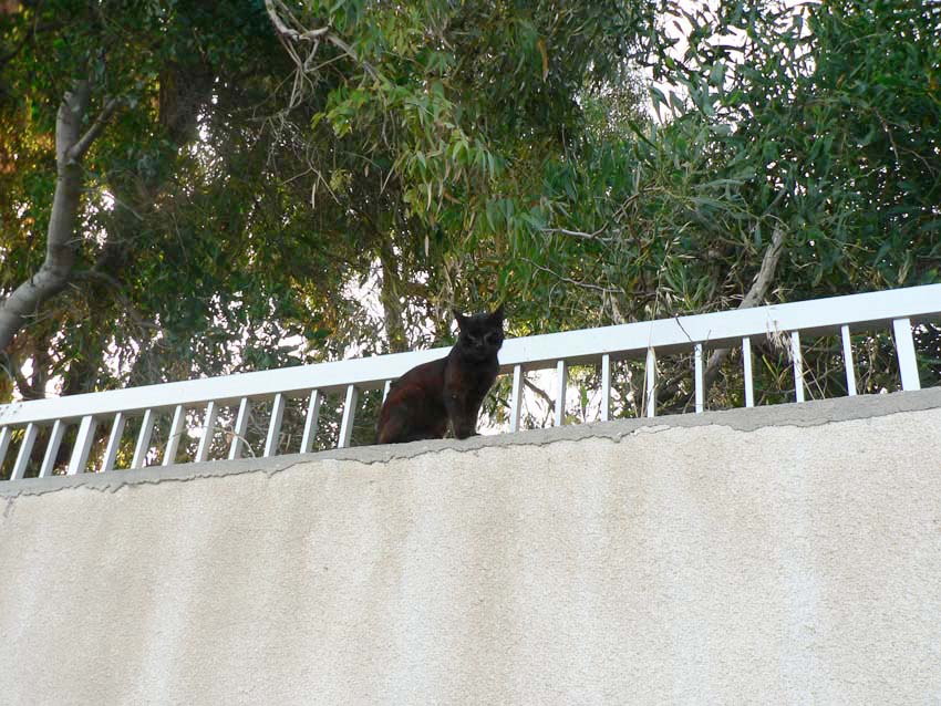 Это кошка обитает в отеле Посейдония в Лимассоле