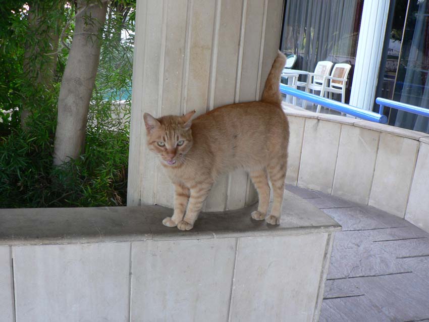 Кот, охраняющий вход в отель Арсиное в Лимассоле