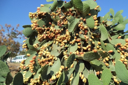 Плоды кактуса опунция на Кипре