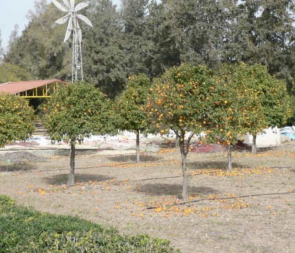 Апельсиновый сад в Героскипу