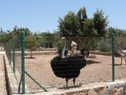 Вольер со страусами в Парке птиц Пафоса