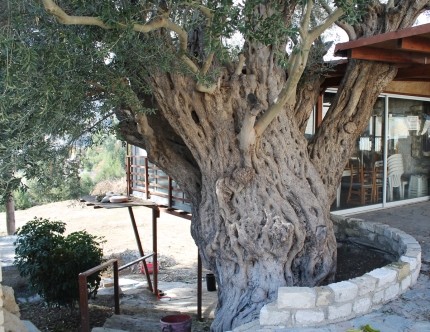 Старое оливковое дерево в деревне Струмби