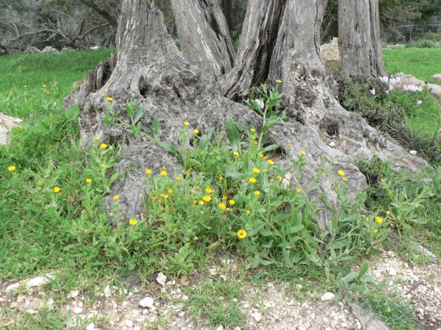 Дикорастущие цветы на полуострове Акамас